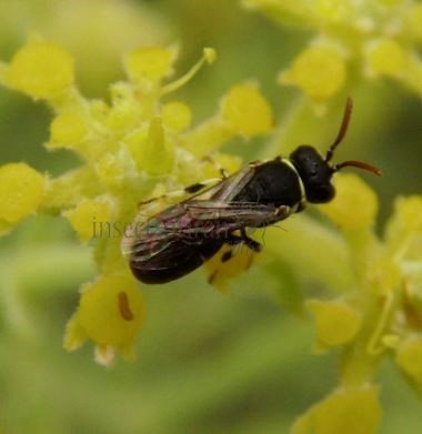 Hylaeus gibbus -5