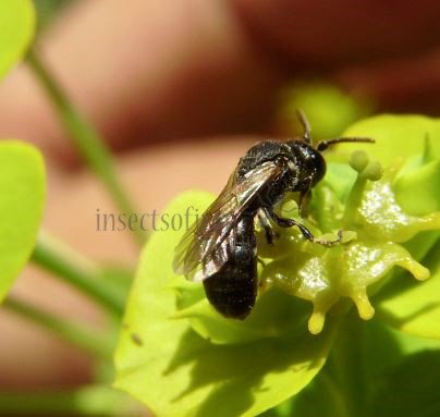 Hylaeus gibbus-6
