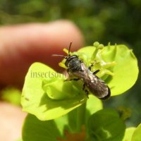 Hylaeus gibbus-8