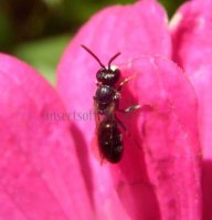 Hylaeus gredleri