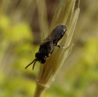 Hylaeus nigritus -1