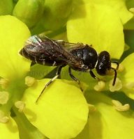 Hylaeus pectoralis -3