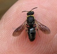 Hylaeus punctulatissimus -2