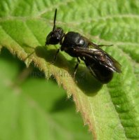 Hylaeus punctulatissimus -8