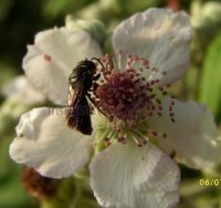 Hylaeus punctulatissimus -10