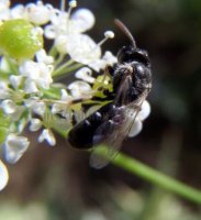 Hylaeus signatus -2