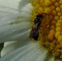 Hylaeus sp-1