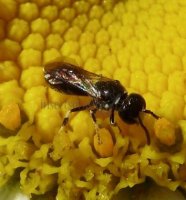 Hylaeus sp-1