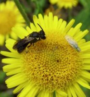 Hylaeus sp-3