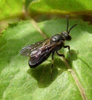Hylaeus sp-5