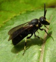 Hylaeus sp-6