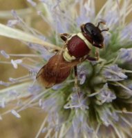 Hylaeus sp-9