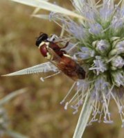 Hylaeus sp-12