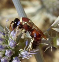 Hylaeus sp-13