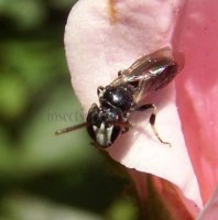 Hylaeus sp-16