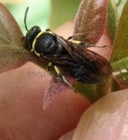 Hylaeus sp-17