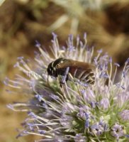 Hylaeus variegatus -1