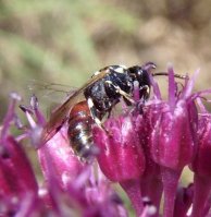 Hylaeus variegatus -2