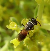 Hylaeus variegatus -3