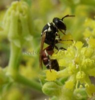Hylaeus variegatus -4