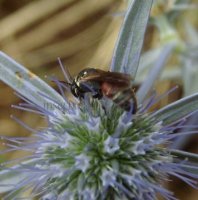 Hylaeus variegatus -5