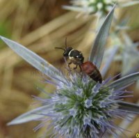 Hylaeus variegatus -6