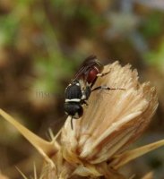 Hylaeus variegatus -7