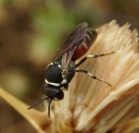 Hylaeus variegatus -9