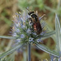 Hylaeus variegatus -10