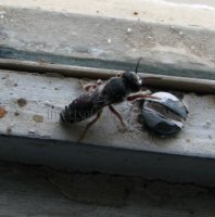 Colletes sp-6
