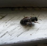 Colletes sp-7