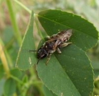 Colletes sp-8