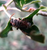 Colletes sp-9