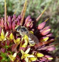 Colletidae-1