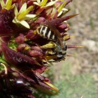 Colletidae-1