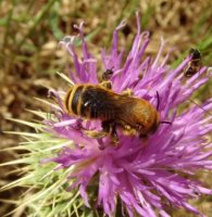 Colletidae-3