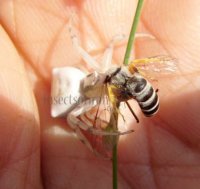 Halictus scabiosae
