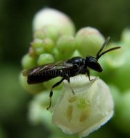 Hylaeus angustatus -1