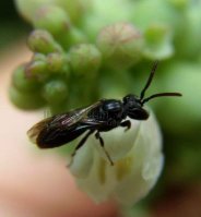 Hylaeus angustatus -2