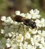 Hylaeus angustatus -3