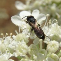 Hylaeus angustatus -5