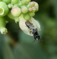 Hylaeus angustatus -7