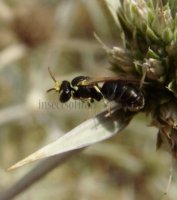 Hylaeus annularis -1