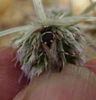 Hylaeus annularis -2