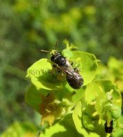 Hylaeus annularis -10