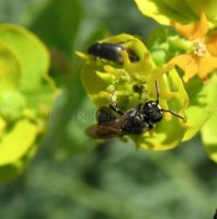 Hylaeus communis-4