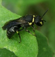 Hylaeus communis-7