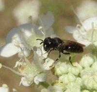 Hylaeus confusus-3
