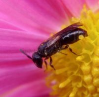 Hylaeus confusus-4