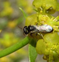 Hylaeus cornutus -2